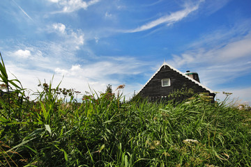 Fototapeta na wymiar A traditional wooden house in Holland within green grass on a blue sky.
