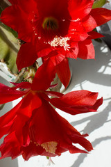 Red cactus flower, background with houseplant