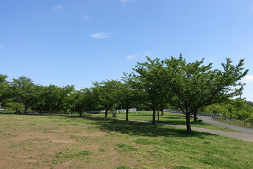 初夏の公園