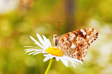 butterflie on a meadow © janbussan