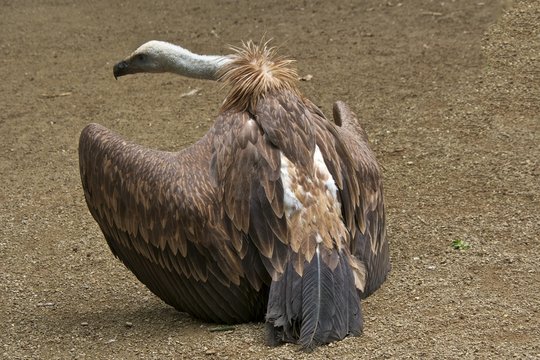 Griffon vulture (Gyps fulvus), back.
