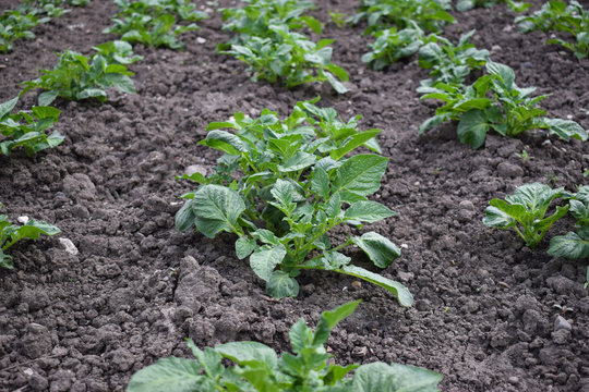 Green field of potato crops