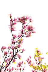 magnolia blossoming flowers in spring time on white background