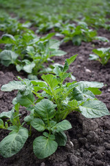 Green field of potato crops