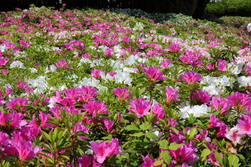 Obraz premium azalea