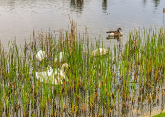 Fragment of the lake in the park near Kiev.