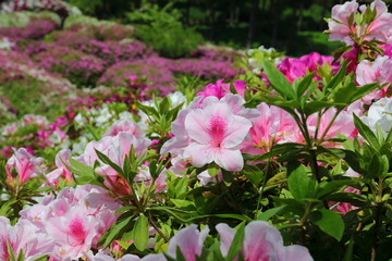 azalea