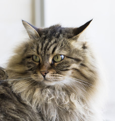 Naklejka na ściany i meble brown cat of siberian breed, long haired