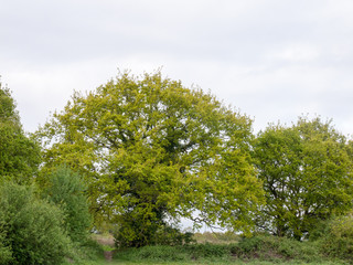 lovely large tree outside in the spring afternoon in the country