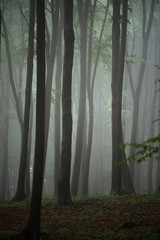 Misty mornig in woods
