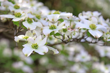 ハナミズキ　白い花