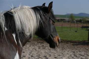 Horse