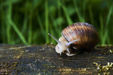 A common garden snail climbing on a stump. Snail balancing on the edge of the old stump.