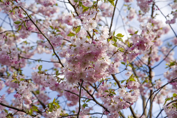 Sakura in blossom