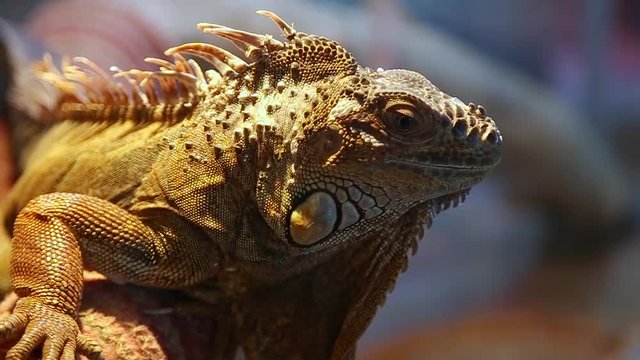 Closeup profile portrait of beautiful iguana in terrarium. Real time hd video footage.