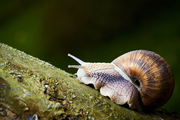 A common garden snail climbing on a stump. Snail balancing on the edge of the old stump.
