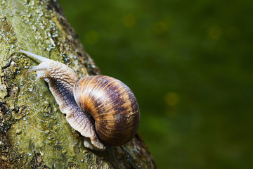 A common garden snail climbing on a stump. Snail balancing on the edge of the old stump.