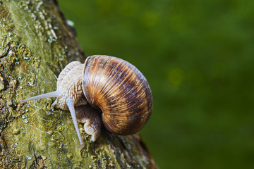 A common garden snail climbing on a stump. Snail balancing on the edge of the old stump.