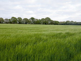 lush over top field of crop and grass outside in field