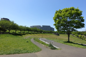 初夏の公園