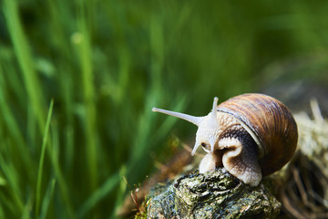 A common garden snail climbing on a stump. Snail balancing on the edge of the old stump.