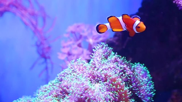 Closeup of beautiful vibrant orange and white clownfish swimming alone in aquarium water at soft pink corals background. Amphiprion ocellaris. Real time hd video footage.