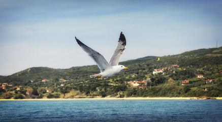 Fototapeta na wymiar Seagull accompanying the ferry