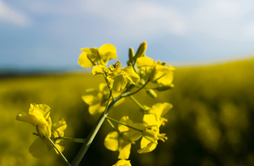 field with rapeseed