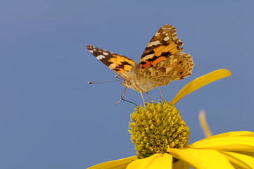 Distelfalter