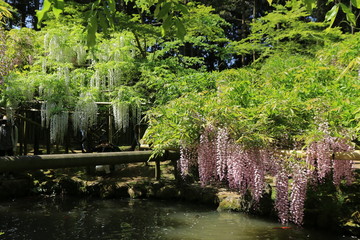 Fototapeta na wymiar 奈良公園　万葉植物園の藤