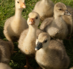 A flock of yellow ducklings on green grass