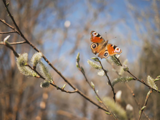 Butterfly Tagpfauenauge sitting on a branch
