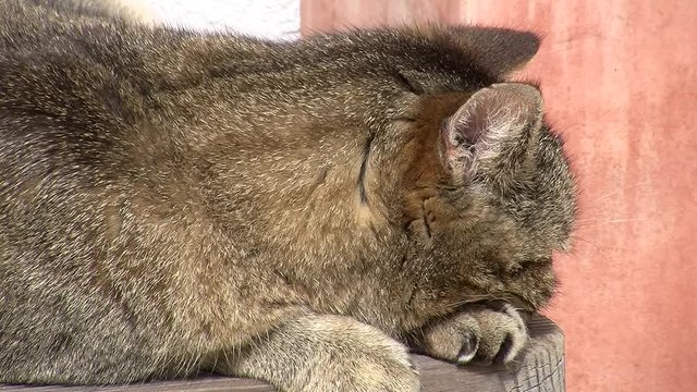 Der grau gestreifte Kater wird in seiner Ruhe gest&ouml;rt