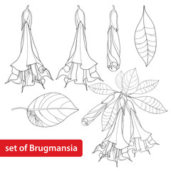 Vector set with Brugmansia arborea or Angels Trumpets, flower, bud and leaves isolated on white background. Floral elements in contour style with Brugmansia for summer design and coloring book. 
