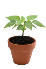 Junges Chilibäumchen