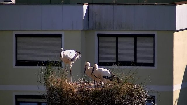 Storchennachwuchs im Nest - die Kotentleerung erfolgt &uuml;ber den Nestrand hinaus