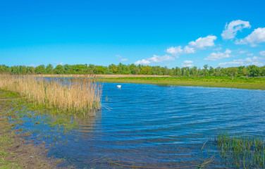 Obraz na płótnie Canvas Swan swimming in a lake in spring