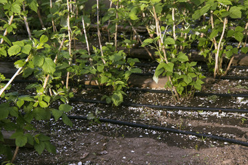 drip irrigation on a farm in the village. Planting and watering the garden raspberries. Way to a rich harvest