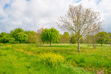 Chestnut tree in a field in spring
