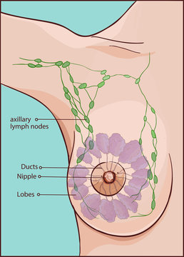 vector illustration of a woman breast anatomy