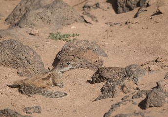 The Berber squirrel of Fuerteventura, introduced on the island recently, comes from the Moroccan desert