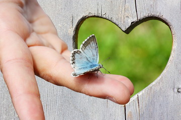 Blue butterfly on a hand in wooden background with heart