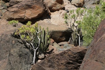 Cactus and euphorbia plants growing on rocks, Gran Canaria, Spain