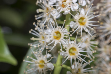Kirschlorbeer Bl&uuml;ten