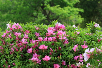 Fototapeta premium azalea