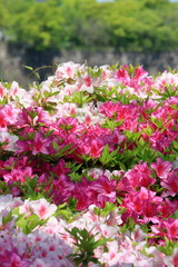 Obraz premium azalea