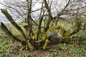 Verwitterter Baum auf Hochplateau