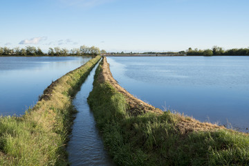 Piedmont, Italy: panorama of the Padana plain in spring with flooded fields for rice cultivation