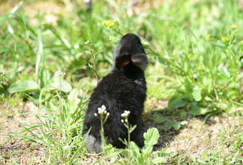Small black baby rabbit on the grass