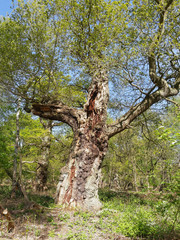Fototapeta na wymiar Tall, ancient oak tree, branches outstretched, bathed in sunlight.